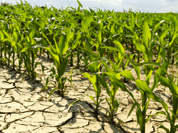 dry field